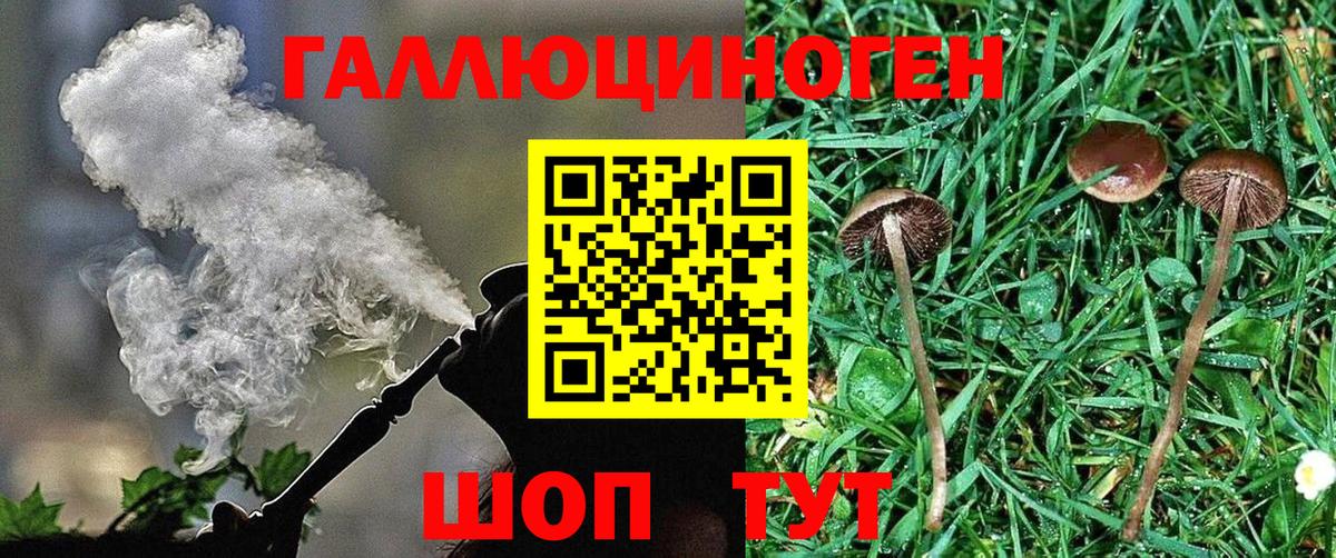 Тверь  Галлюциногенные грибы Psilocybine cubensis  Вход с VPN 